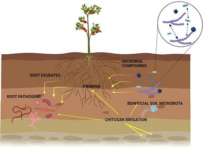 Chitosan and nematophagous fungi for sustainable management of nematode pests